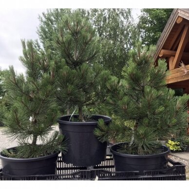 Bosnian pine 'Nana' C2 2