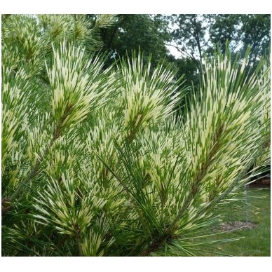 Japanese pine 'Oculus Draconis' C10 1