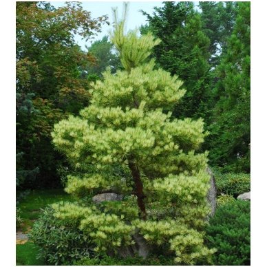 Japanese pine 'Oculus Draconis' C10 2 Japanese pine 'Oculus Draconis' C10 2