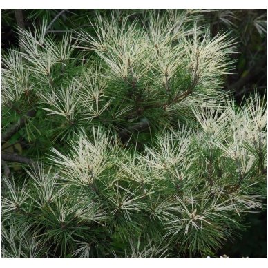 Japanese pine 'Oculus Draconis' C10