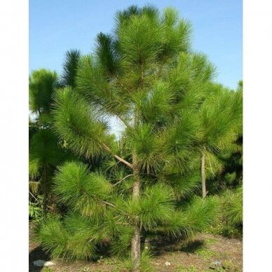 Ponderosa Pine (In the ground 150-190)