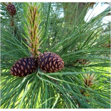 Ponderosa Pine (In the ground 150-190) 2