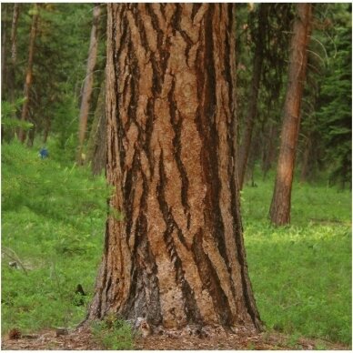 Ponderosa Pine (In the ground 150-190) 3