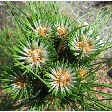 Black pine 'Bright Eyes', C5 (Pa)