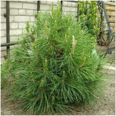 Black pine 'Globosa' C5