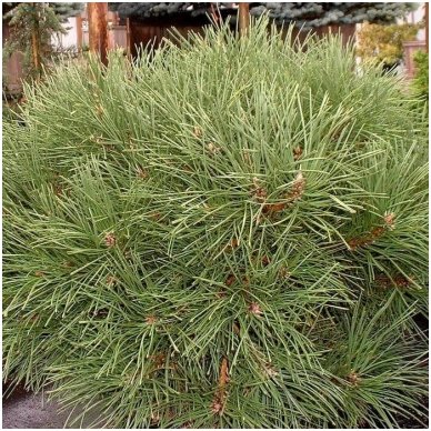 Black pine 'Globosa' C5 2