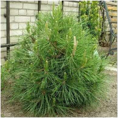 Black pine 'Globosa' C10