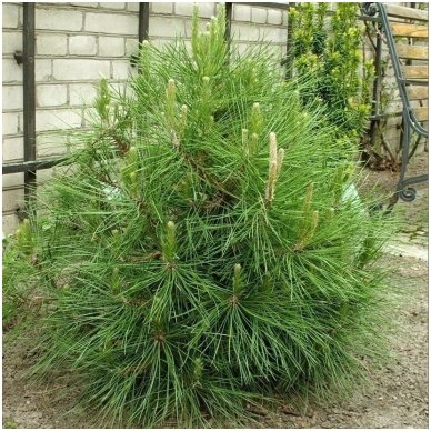 Black pine 'Globosa' C2