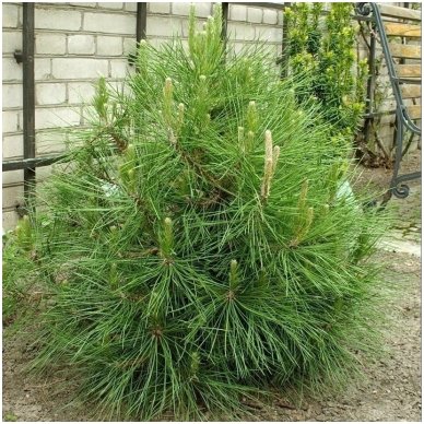 Pušis juodoji 'Globosa' C30 Pušis juodoji 'Globosa' C30