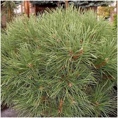 Black pine 'Globosa' C2 2