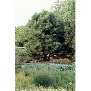 Black pine 'Globosa' C20 1 Black pine 'Globosa' C20 1