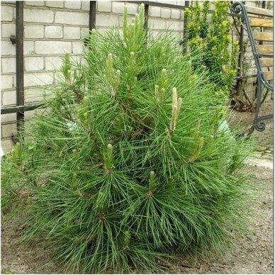 Black pine 'Globosa' (In the ground 100-150), Pa 2
