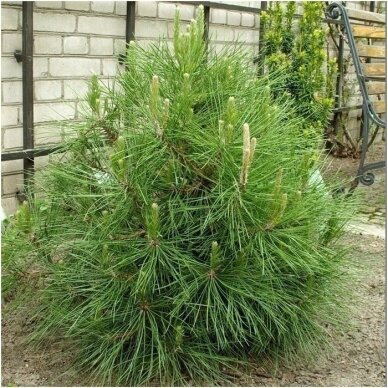 Pušis juodoji 'Globosa' Pa, C60 1 Pušis juodoji 'Globosa' Pa, C60 1