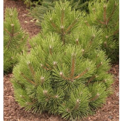 Black pine 'HORNIBROOKIANA' C10 Black pine 'HORNIBROOKIANA' C10