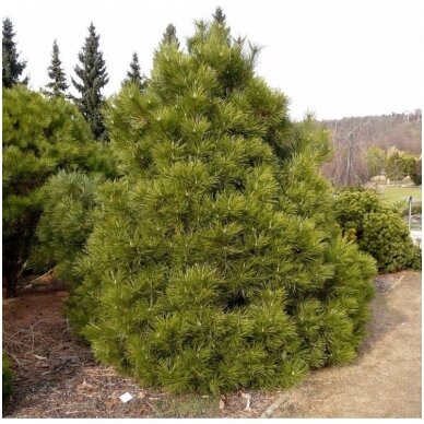 Austrian pine or black pine 'Nana' C10
