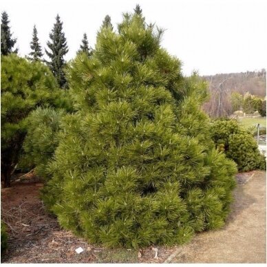 Austrian pine or black pine 'Nana' C20