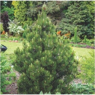 Austrian pine or black pine 'Nana' C20 2