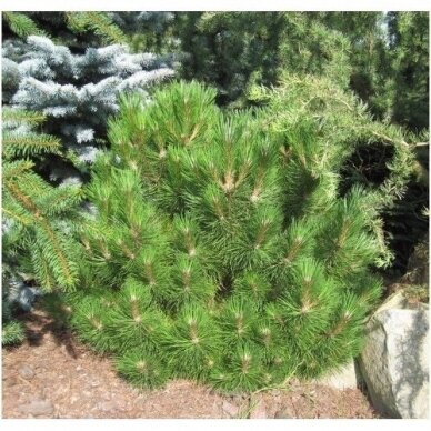 Austrian pine or black pine 'Nana' C20 3
