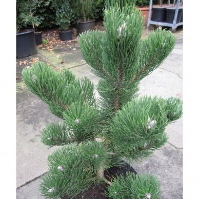 Black pine 'Oregon Green' C10 2