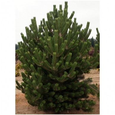 Black pine 'Oregon Green' C10
