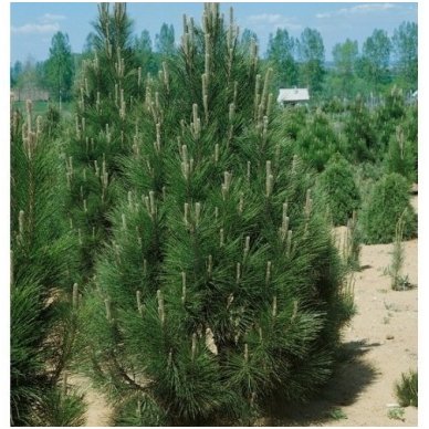 Black pine 'Pyramidalis' C20 2