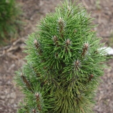 Black pine 'Richard' C5 3