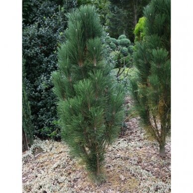 Black pine 'Scholz' C10