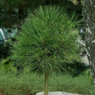 Black pine 'Spielberg' (In the ground 100-150), Pa
