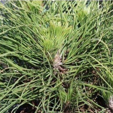 Black pine 'Spielberg' (In the ground 100-150), Pa 2