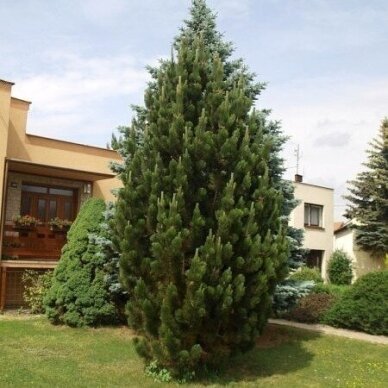 Pušis kablelinė 'Pyramidata' C5 Pušis kablelinė 'Pyramidata' C5
