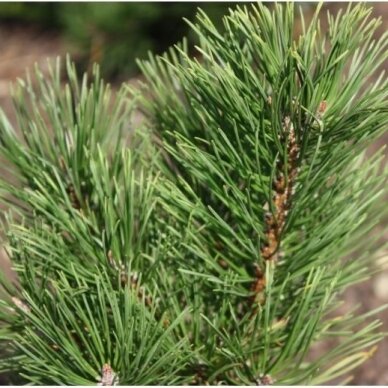 Mountain pine 'Albospicata Domschke' C2 2