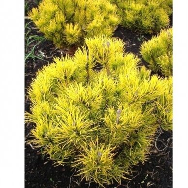 Pušis kalninė 'Carsten's Wintergold' C45, Pa 1 Pušis kalninė 'Carsten's Wintergold' C45, Pa 1