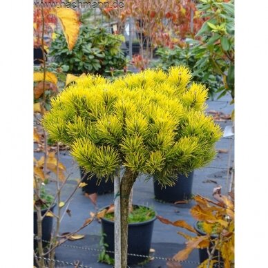 Mountain pine 'Gold Star' C30, Pa Mountain pine 'Gold Star' C30, Pa