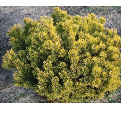 Mountain pine 'Gold Star' C45, Pa 1 Mountain pine 'Gold Star' C45, Pa 1