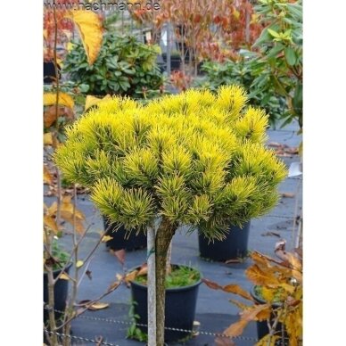 Mountain pine 'Gold Star' C45, Pa Mountain pine 'Gold Star' C45, Pa