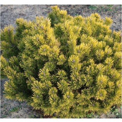 Mountain pine 'Gold Star' C5