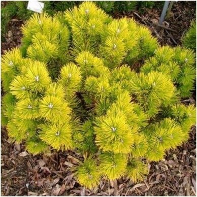 Pušis kalninė 'Golden Glow' C45 Pušis kalninė 'Golden Glow' C45