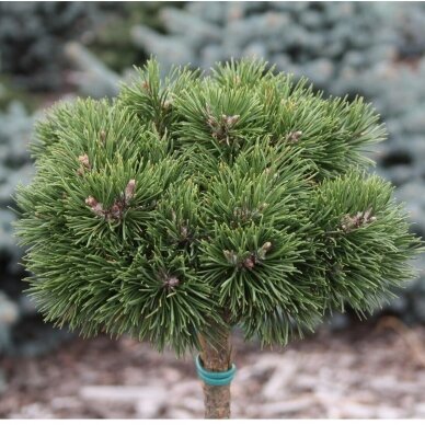 Mountain pine 'Grune welle' C10, Pa