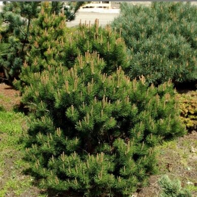 Pinus mugo 'Laurin', C10