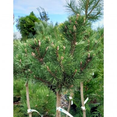 Mountain pine 'Liliput' C10, Pa