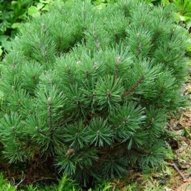 Mountain pine 'Mops' C10 2