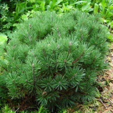 Mountain pine 'Mops' C20 3