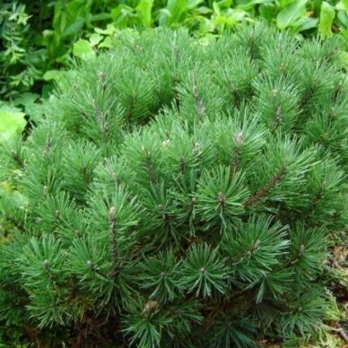 Mountain pine 'Mops' C30 2