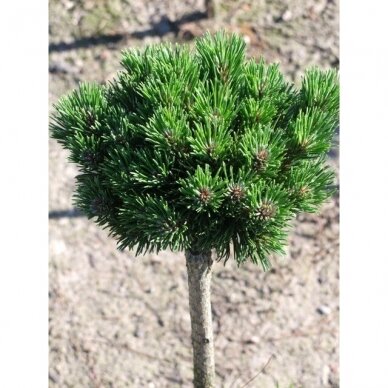 Mountain pine 'Sherwood Compact' C5, Pa
