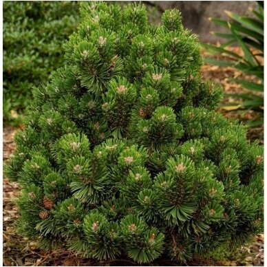 Mountain pine 'Sherwood Compact' C2