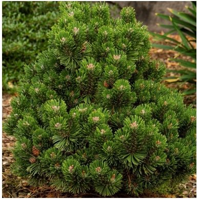 Mountain pine 'Sherwood Compact' C5, Pa 2