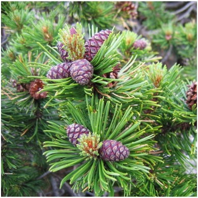 Mountain pine subsp. Rotundata C2