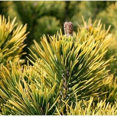 Mountain pine 'Winter Gold' C45, Pa 2