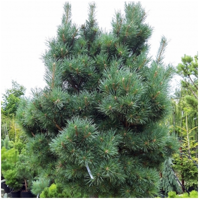 Scotch pine 'Argentea compacta' C20