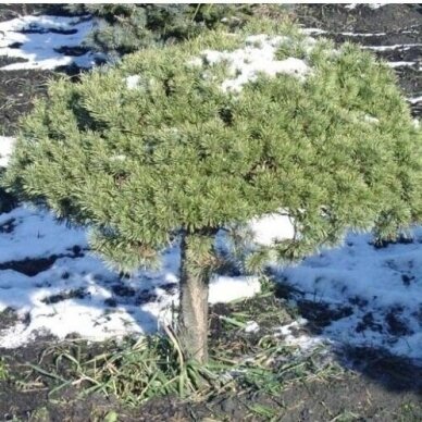 Norway spruce 'Beuvronensis' C10 2